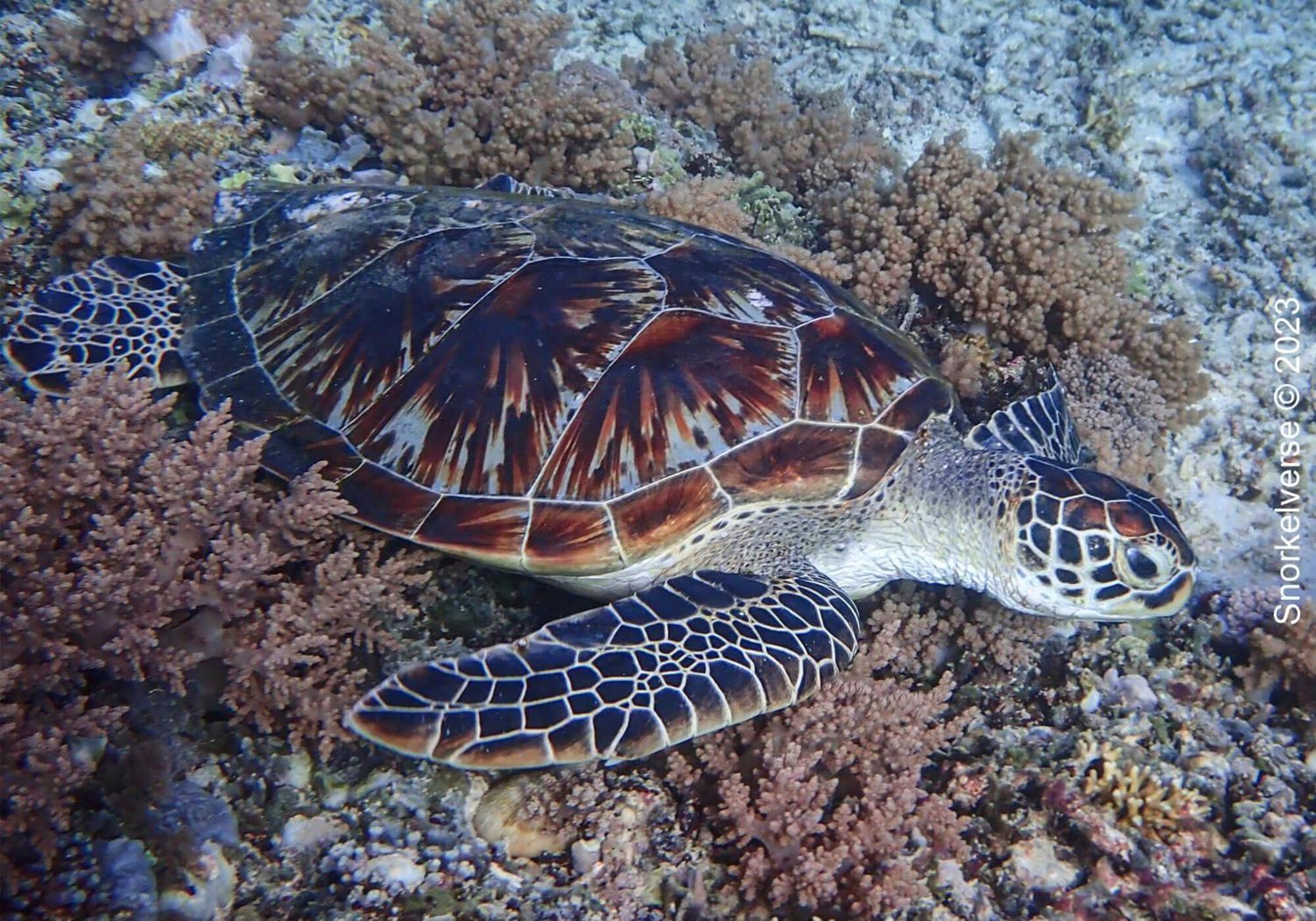 Kampung Meno Bungalows Gili Meno Zewnętrze zdjęcie